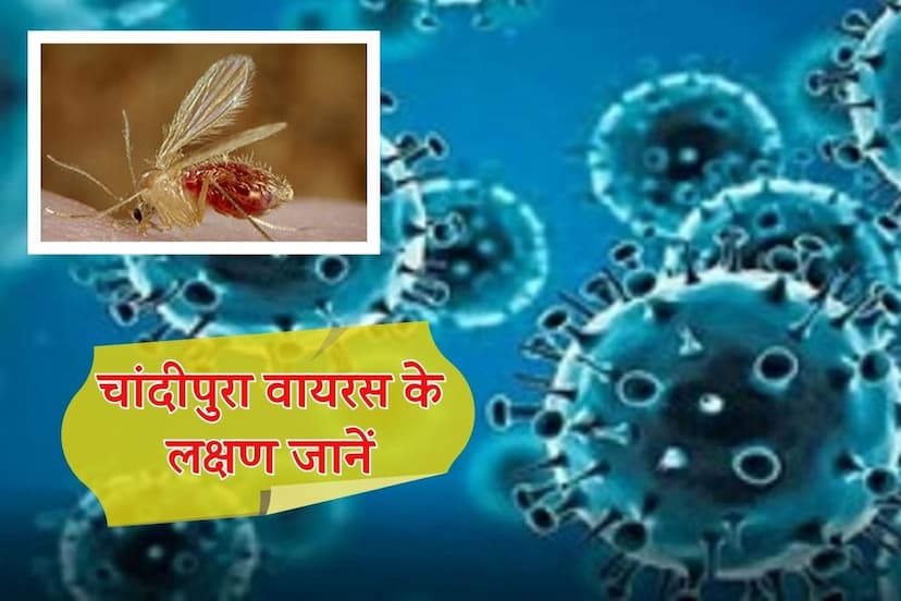 Rajasthan Chandipura Vesiculovirus Health Department Alert See Symptoms Immediately Consult Doctor