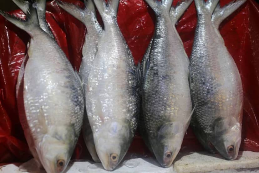 Durga Puja Hilsa Fish