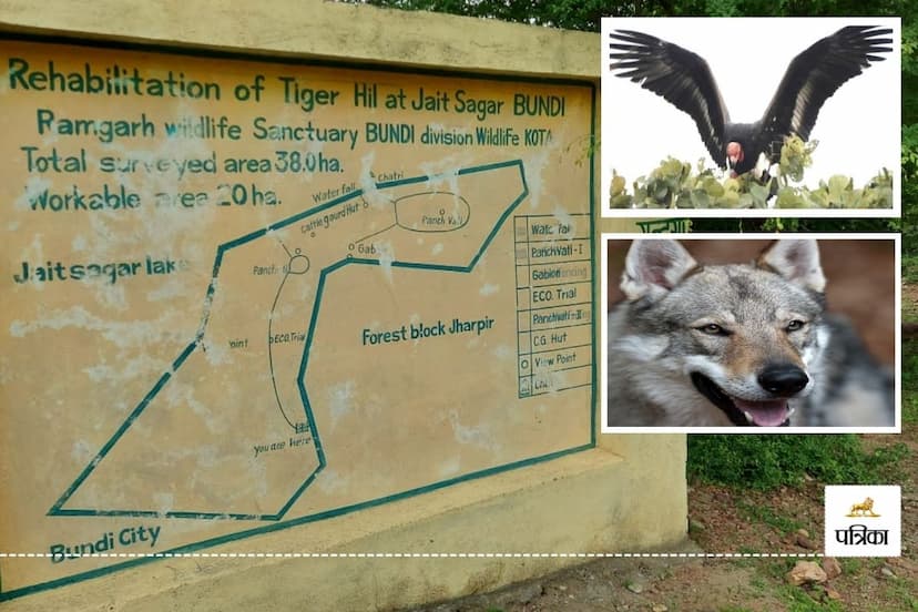 Good News Rajasthan Bundi increase Vultures and Wolves Population Forest Department has made Tremendous Plan