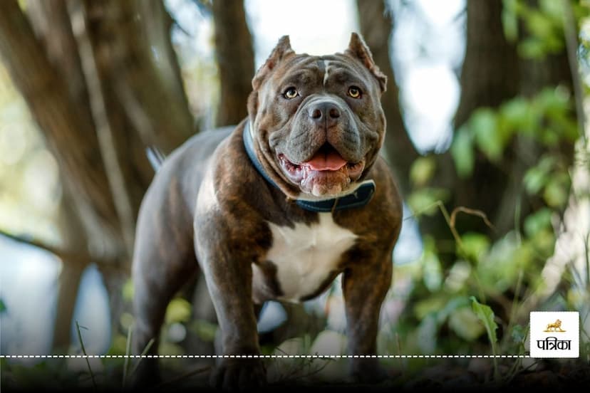 woman released pit bull dog to attack on her 6 YO child seriously injured in USA