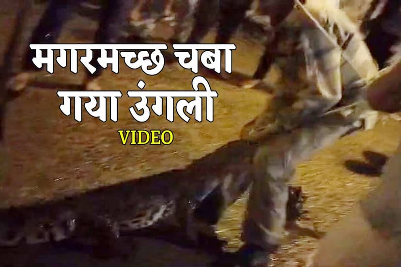 Crocodile Attack Video