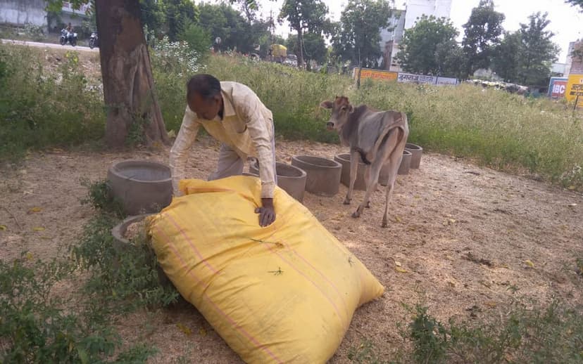 gau seva