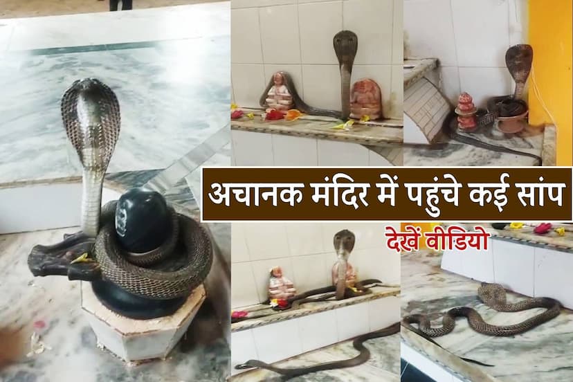 snakes in shiv temple