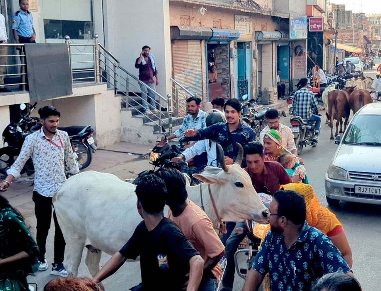 Cows left on the roads after milking are blocking the way to Nagaur city.