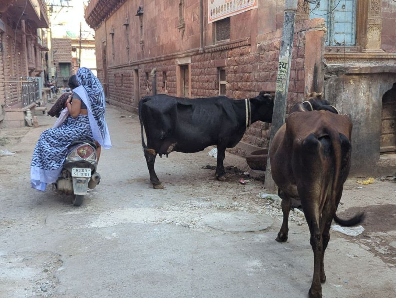 Cows left on the roads after milking are blocking the way to Nagaur city.