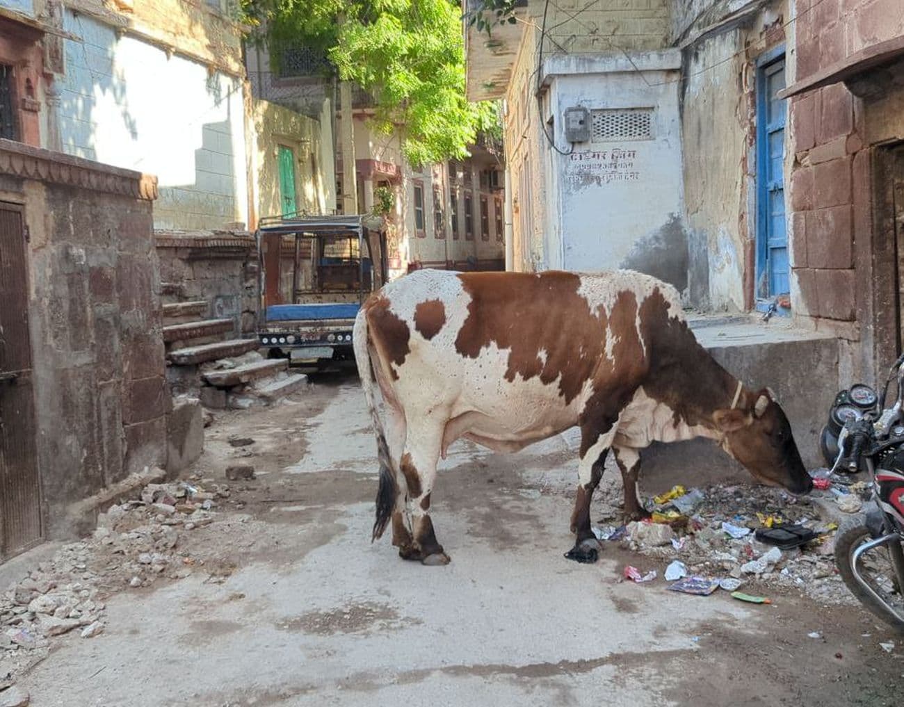 Cows left on the roads after milking are blocking the way to Nagaur city.