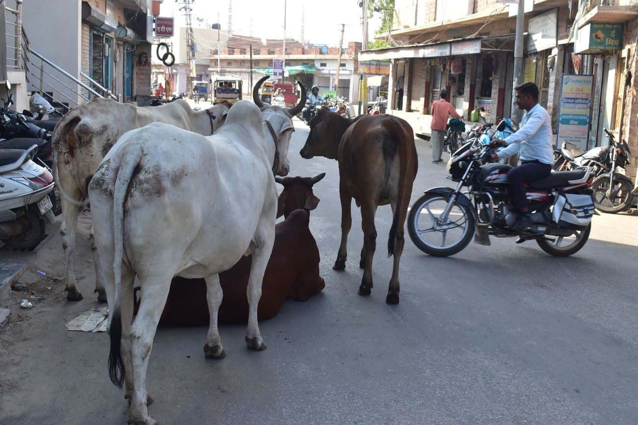 Cows left on the roads after milking are blocking the way to Nagaur city.