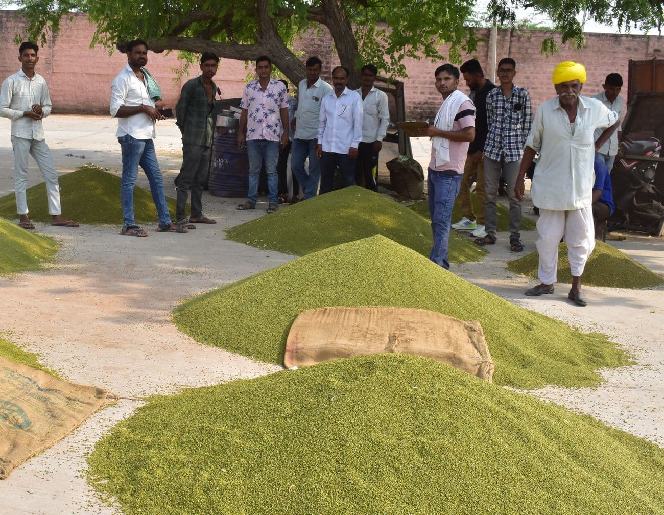 Moong will be procured at support price in 11 centers of Nagaur district and five centers of Didwana-Kuchaman.