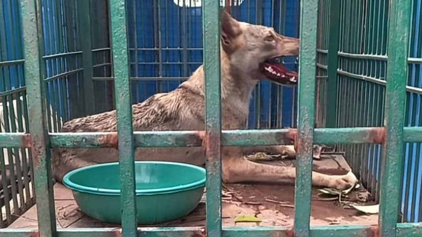 Bahraich Wolf Terror