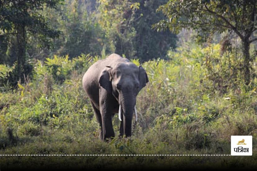 CG Elephant Attack