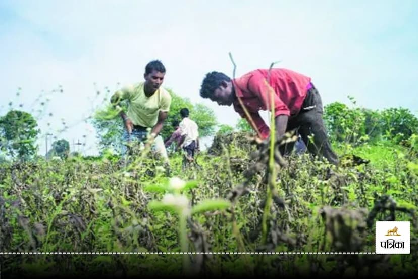 Insurance Amount for Farmers