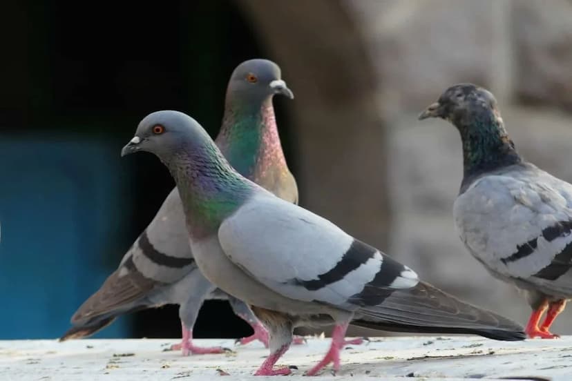 lung disease is spreading from pigeons