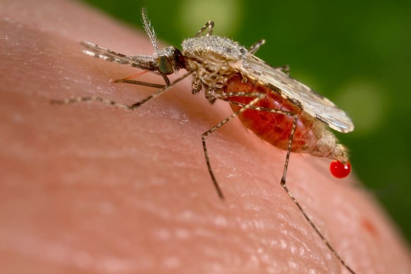 Tips to protect yourself from dengue in monsoon