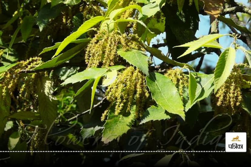 Natural Remedy for Blood Pressure and Diabetes Start Drinking Banj Tree Bark Decoction