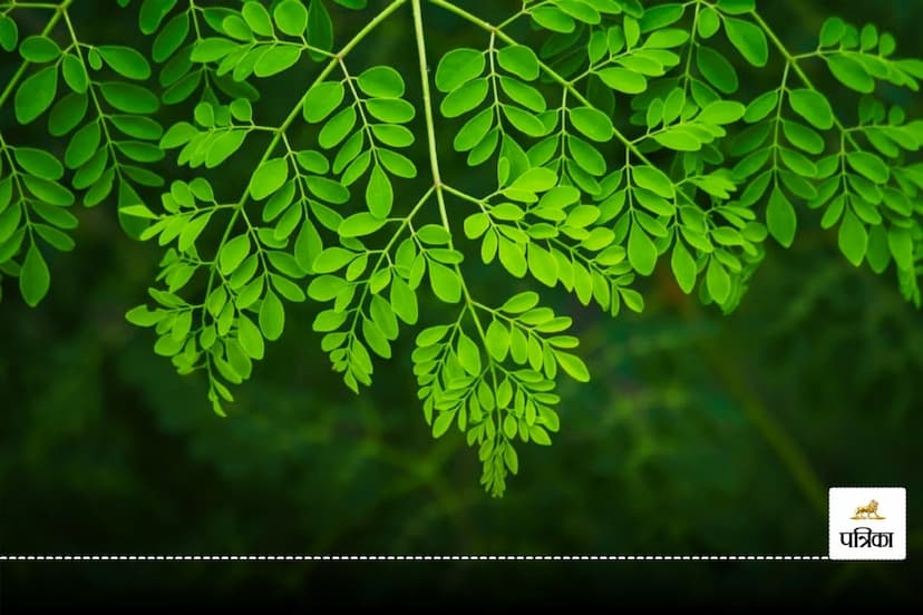 Moringa Leaves benefits