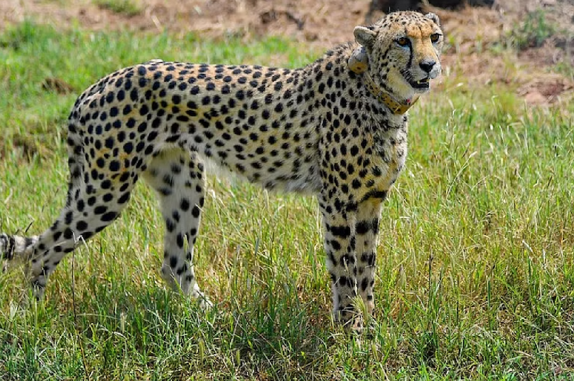 cheetah project in mp