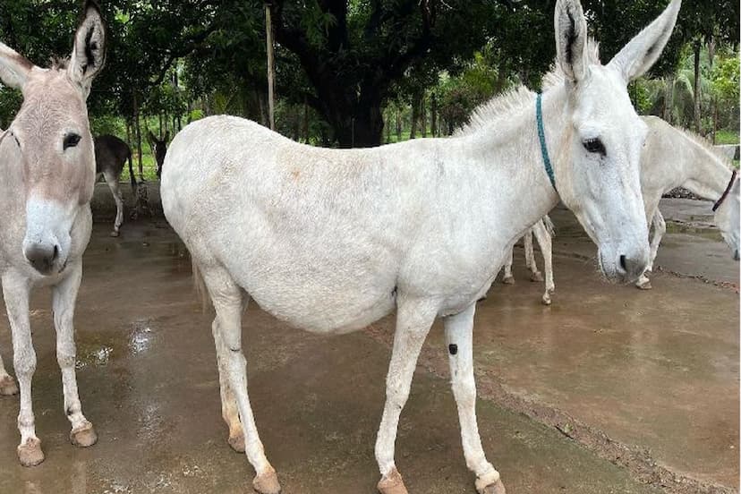 donkeys In rajasthan