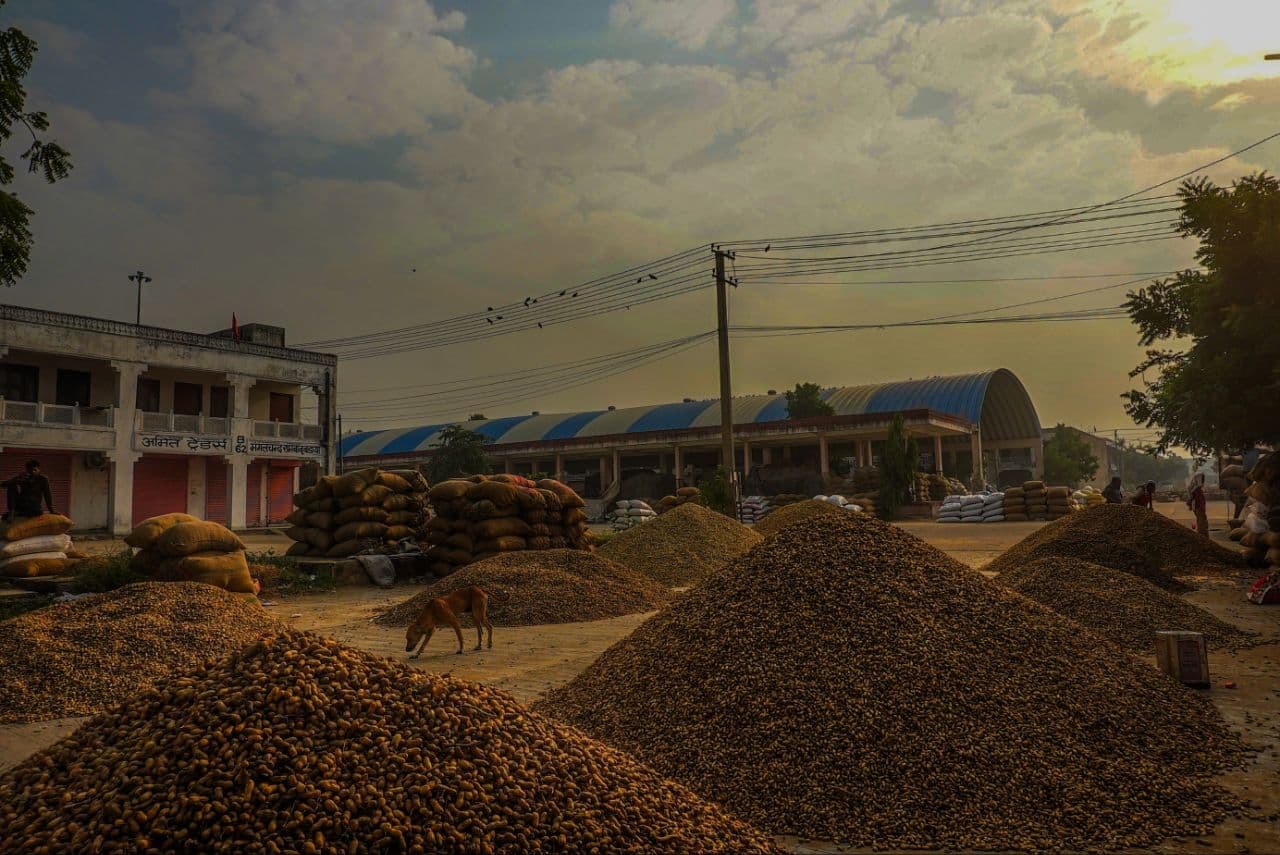 Groundnut in demand