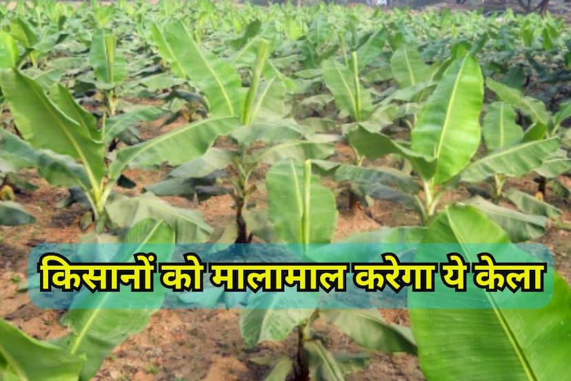 Banana Farming: केले ने बदल दी किसानों की किस्मत, नेपाल, बिहार, पंजाब और दिल्ली में बढ़ी मांग, जानें खासियत