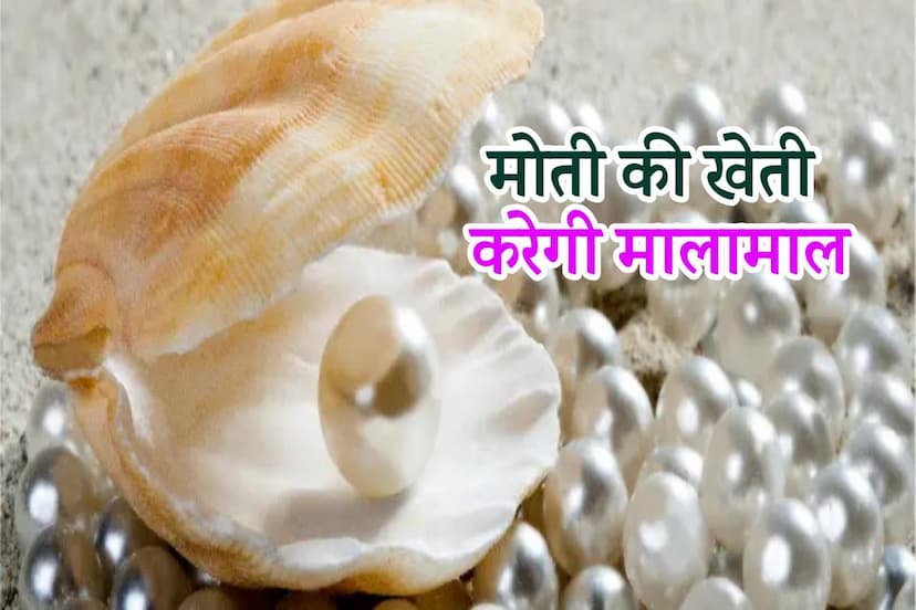 Pearl Farming in MP