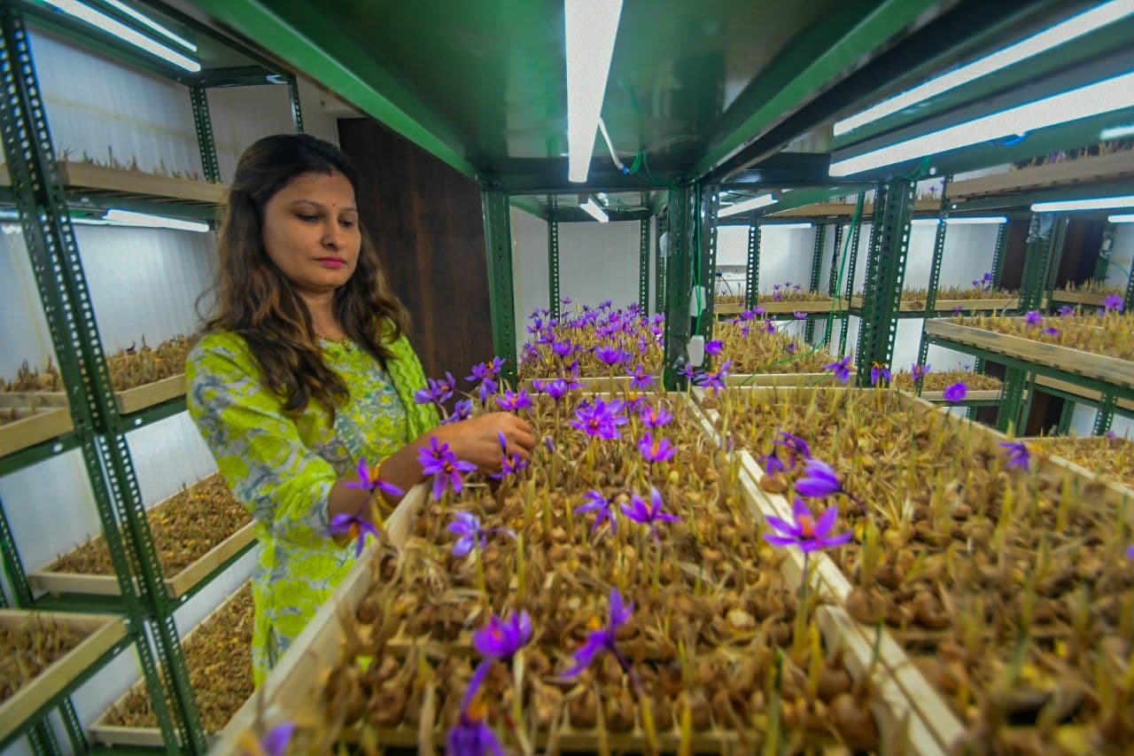 Growing kesar in jaipur