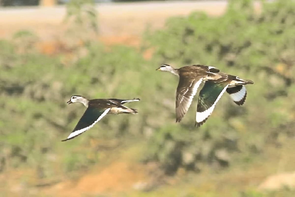 Siberian Birds in Bastar