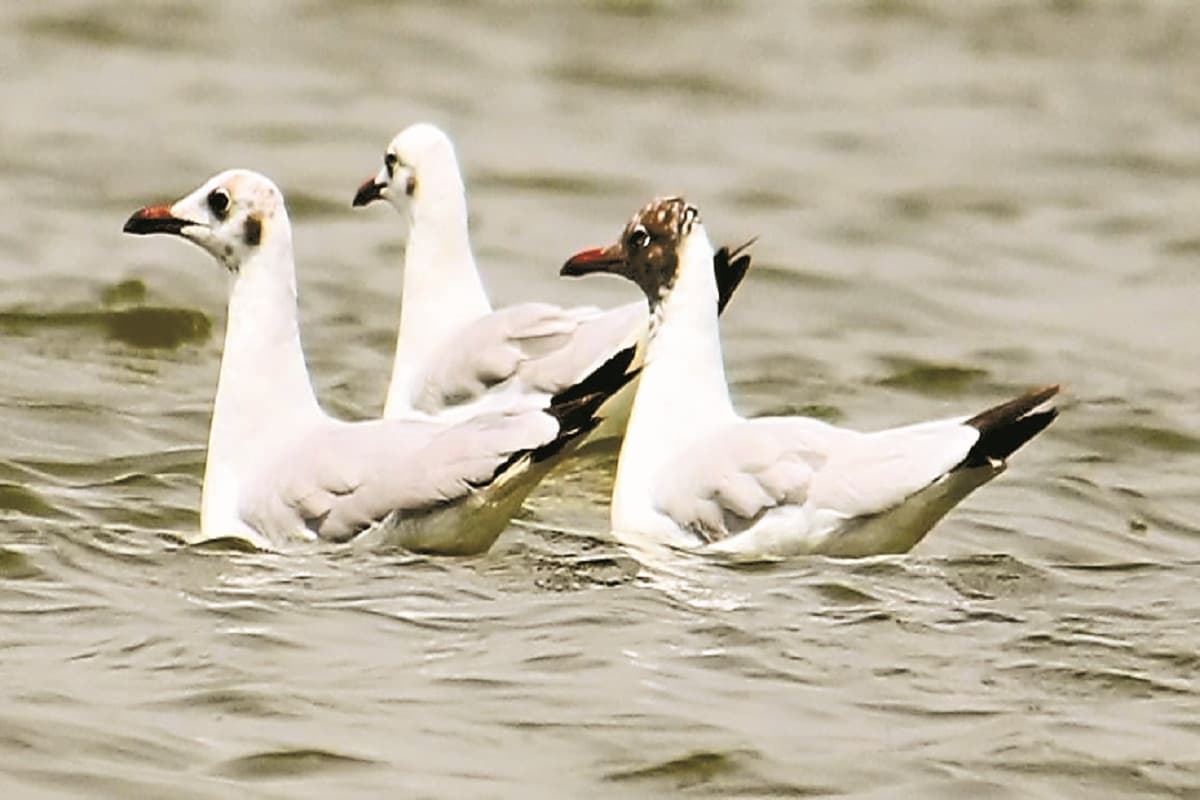 Siberian Birds in Bastar