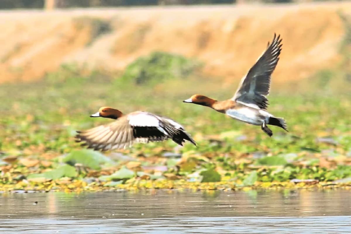 Siberian Birds in Bastar