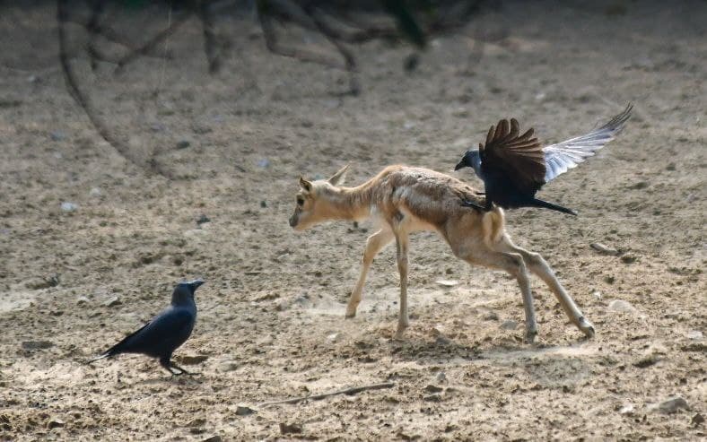 Ramniwas baag zoo