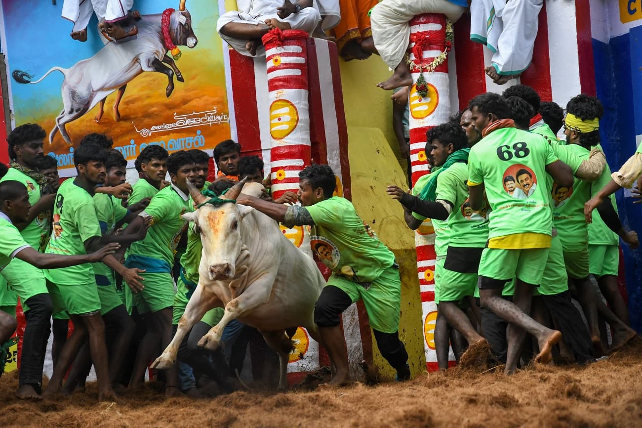 Alanganallur jallikattu